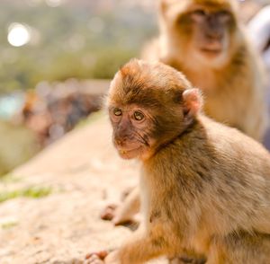 Monkeys sitting on land