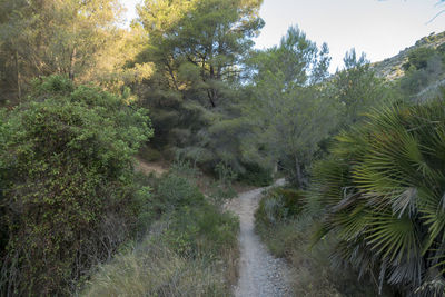 Scenic view of forest