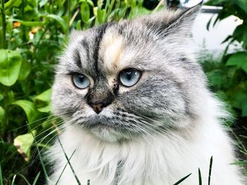 Close-up portrait of a cat