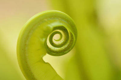 Close-up of plant