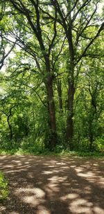 Road amidst trees in forest