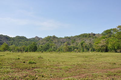 Scenic view of grassy field against sky