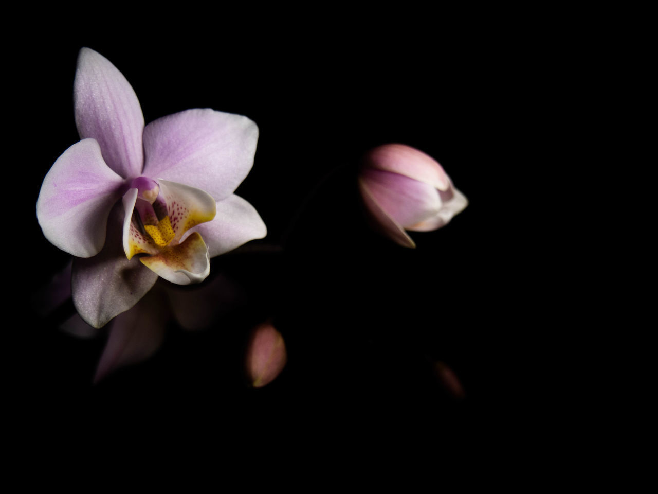 CLOSE-UP OF PINK ROSE FLOWER AGAINST BLACK BACKGROUND