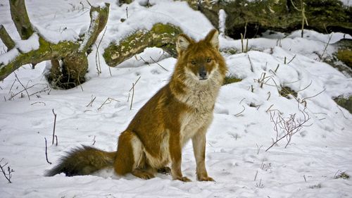 View of sheep on snow