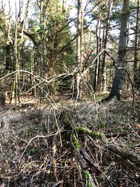 Trees growing on field in forest