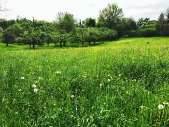 Scenic view of field against trees