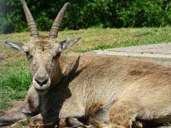 Portrait of ibex relaxing on field