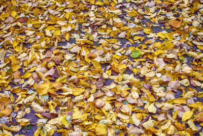 Full frame shot of autumn leaves