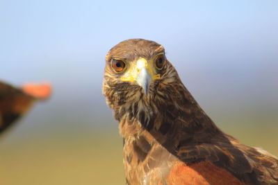 Close-up portrait of eagle against blurred background