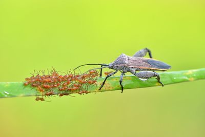 Close-up of insect on leaf