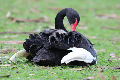 Close-up of black swan on grass