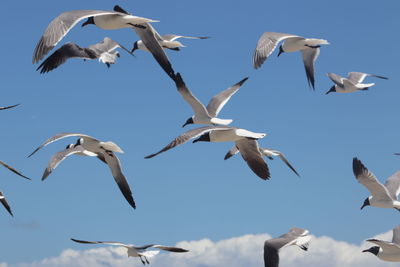 Low angle view of seagulls flying