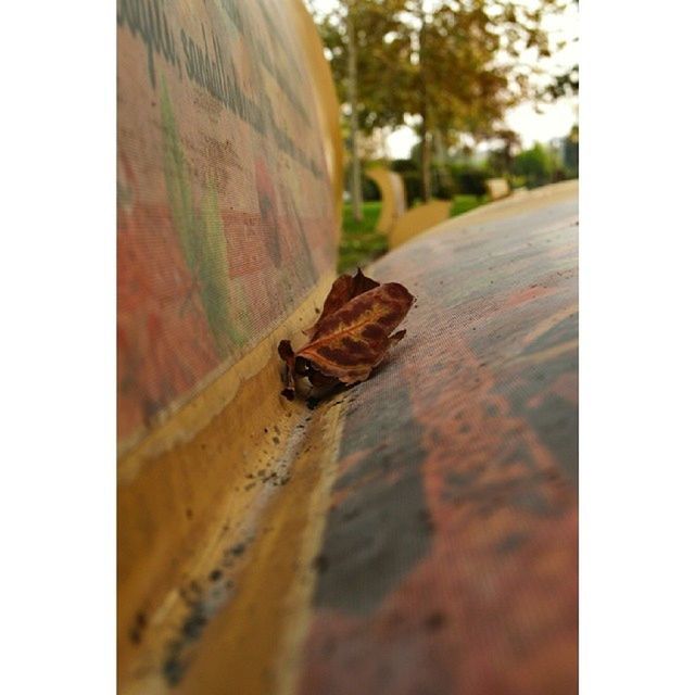 one animal, transfer print, animal themes, wildlife, animals in the wild, selective focus, auto post production filter, insect, focus on foreground, wood - material, close-up, day, surface level, outdoors, full length, no people, sunlight, nature, bird, tree