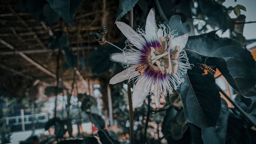 Close-up of flowering plant