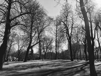 Bare trees in park during winter