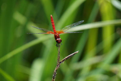 Close-up of insect on plant