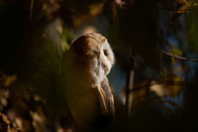 Close-up of an animal