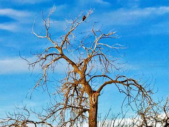 Low angle view of bare tree against blue sky