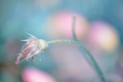 Close-up of wilted flower bud