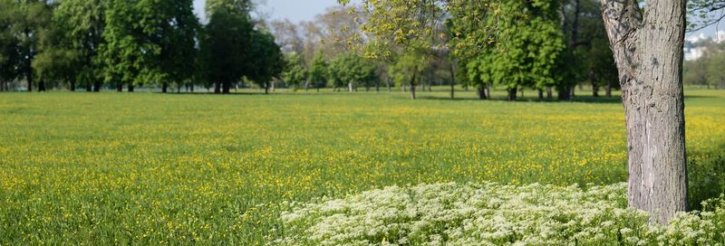 Trees growing on grassy field