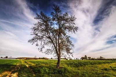 Tree on field against sky