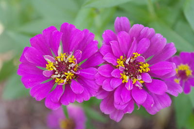 Close-up of pink flowering plant