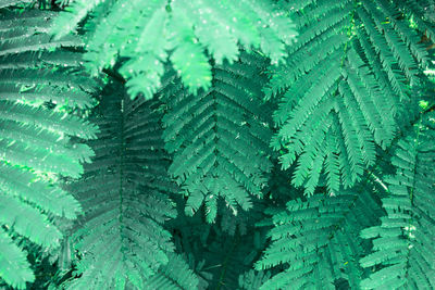 Full frame shot of pine tree