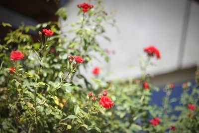 Close-up of red flower