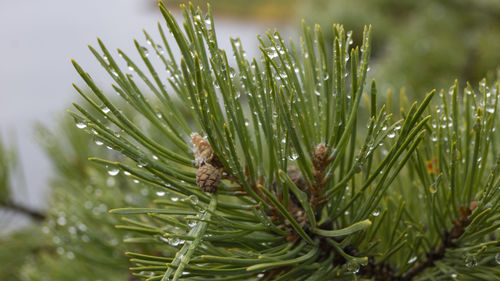 Close-up of pine tree