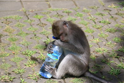 View of monkey with water bottle