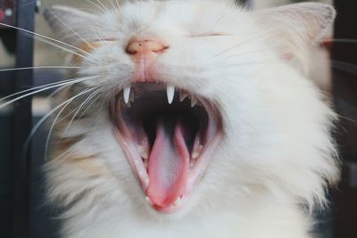 Close-up of cat yawning