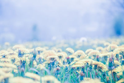 Close-up of flowering plants on field against sky