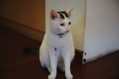 White cat on floor