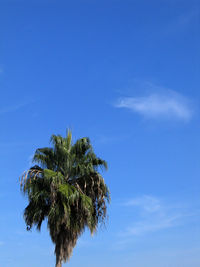 Low angle view of trees against blue sky