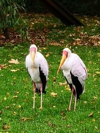 View of birds on field