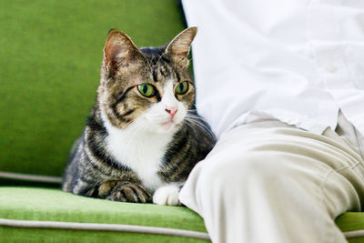 Cat sitting by man on green sofa at home