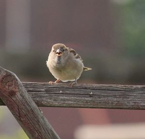 Close-up of bird perching outdoors