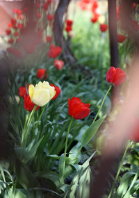 Close-up of red flowering plants