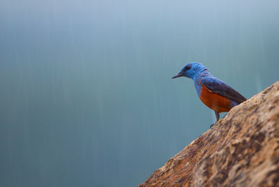 Close-up of bird perching on leaf