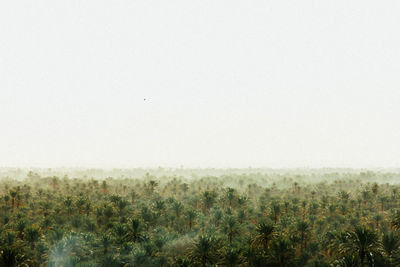 Scenic view of field against clear sky