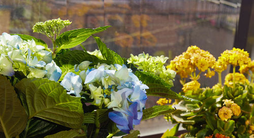 Close-up of fresh yellow flowering plant