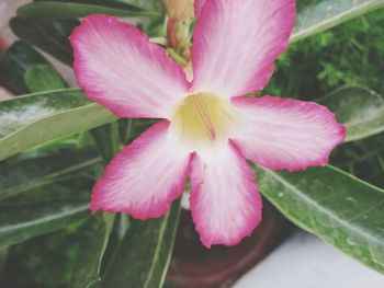 Close-up of pink flower