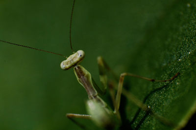 Close-up of praying mantis insect on leaf