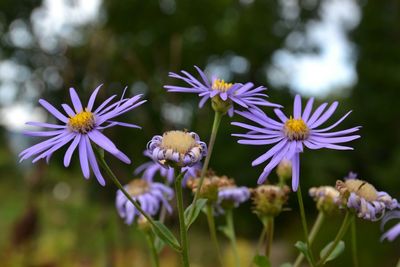 Close-up of purple flower blooming