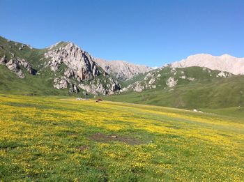 Scenic view of field against clear sky