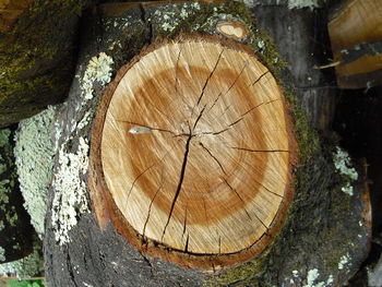 Close-up of tree stump in forest