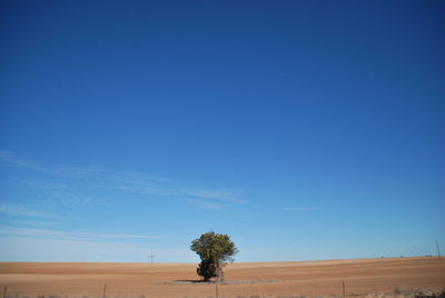 Trees on landscape against clear blue sky