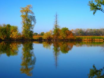 Reflection of trees in calm lake