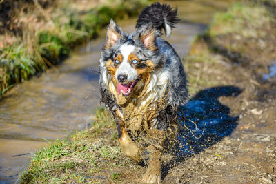 Portrait of dog on field