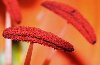 Close-up of red flower